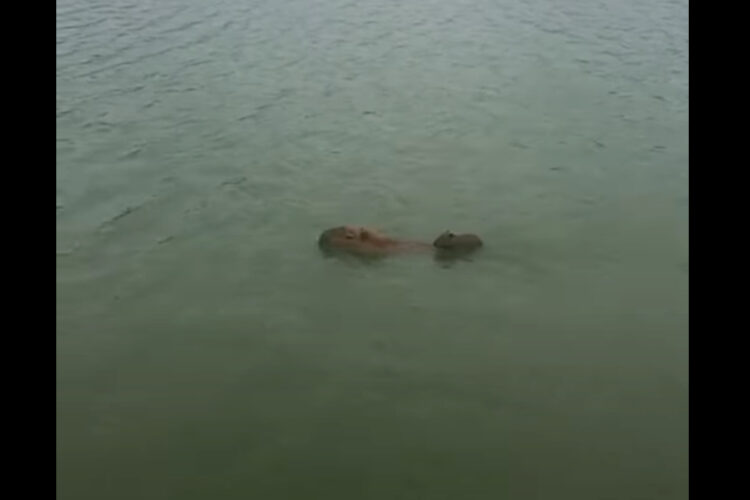 泳ぐのが意外とお上手！？カピバラが赤ちゃんを背中に乗せてスイスイ進む！！【海外・動画】