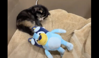 その場でパタパタ手足を動かす猫の赤ちゃん。後ろに転んじゃちゃって飼い主さんもビックリ！【アメリカ・動画】