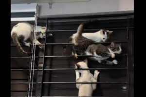 子猫たちにとってはジャングルジム！？窓の格子が格好の遊び場に！！【海外・動画】