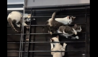 子猫たちにとってはジャングルジム！？窓の格子が格好の遊び場に！！【海外・動画】