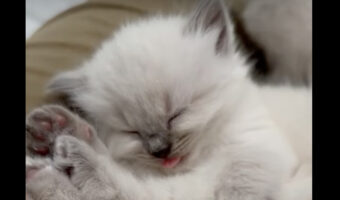 ぐっすり眠る子猫。舌をペロッと出たままの寝顔がかわいい!!【アメリカ・動画】