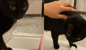 ナデナデして!とお風呂場までやって来た甘え上手な黒猫がかわいすぎると大反響!!