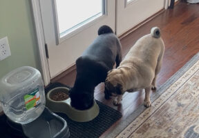 なかよしなパグたち。ご飯は交代交代でゆっくり食べます！！【アメリカ・動画】