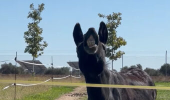 写真のモデルも慣れたもの?ロバに「チーズ!」と声をかけたら全力で笑顔を見せてくれました!【海外・動画】