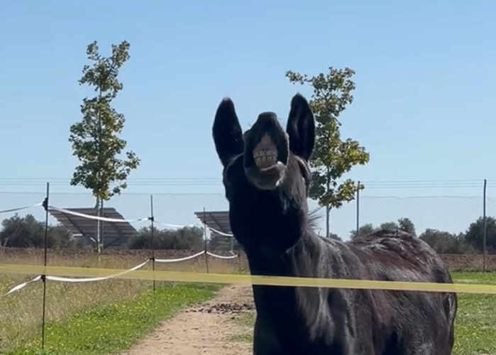 写真のモデルも慣れたもの？ロバに「チーズ！」と声をかけたら全力で笑顔を見せてくれました！【海外・動画】