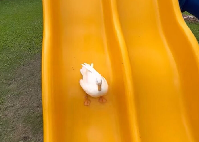 すべり台が大好きなアヒルたち。みんな上手に滑っていきます！！【海外・動画】
