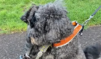 再会を喜んでいる？散歩中にぎゅ〜〜っとハグをし合う子犬たち【海外・動画】