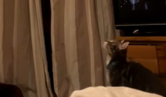 宙に視線を送る猫。上を向いて歩き回っていたら・・まさかのハプニングが!!【イギリス・動画】