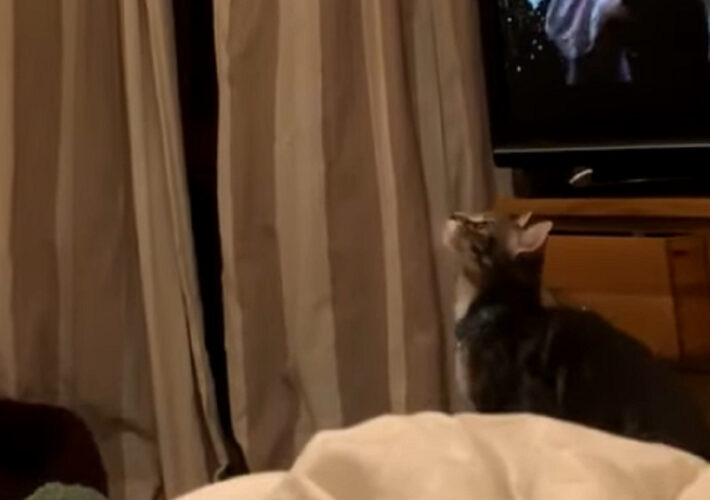 宙に視線を送る猫。上を向いて歩き回っていたら・・まさかのハプニングが！！【イギリス・動画】