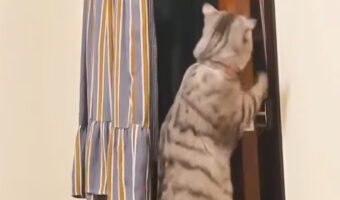 部屋から出たい猫。ドアノブにつかまってなんとかドアを開けようとします！！【海外・動画】