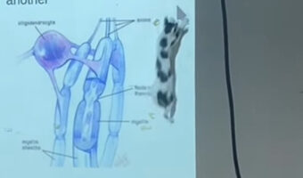 猫も勉強したい？難しい授業も熱心にスライドに写るマウスカーソルに飛びかかります！！