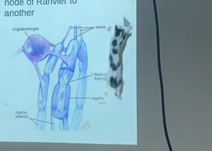 猫も勉強したい？難しい授業も熱心にスライドに写るマウスカーソルに飛びかかります！！