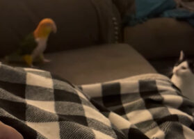 インコと猫は大の仲良し！一緒にわちゃわちゃ遊んでる！！【アメリカ・動画】