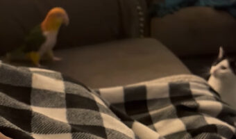 インコと猫は大の仲良し!一緒にわちゃわちゃ遊んでる!!【アメリカ・動画】