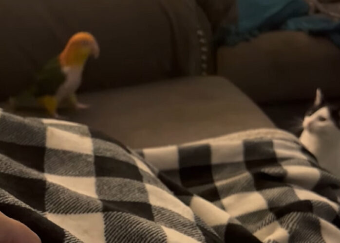 インコと猫は大の仲良し！一緒にわちゃわちゃ遊んでる！！【アメリカ・動画】