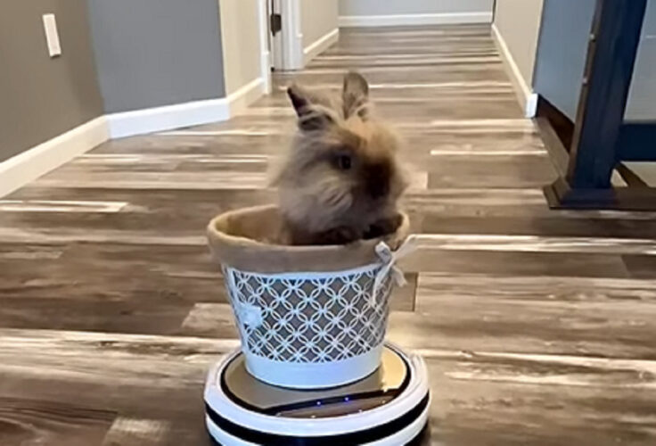 ロボット掃除機に運ばれるウサギ。リビングを移動したりその場でグルグル回って大冒険！！【アメリカ・動画】