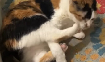 熱戦を繰り広げる猫。その対戦相手は・・自分の後ろ足！？