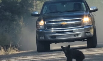 道路の真ん中まで出てきてしまった子グマ。対向車はその存在に気が付いてない！？【アメリカ・動画】