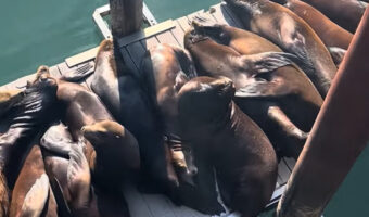 ドックを占拠したアシカの大群。所狭しと横になり・・みんなで日光浴中??【アメリカ・動画】