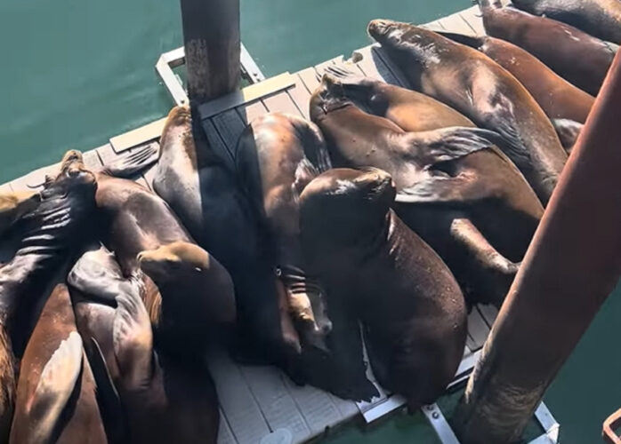ドックを占拠したアシカの大群。所狭しと横になり・・みんなで日光浴中？？【アメリカ・動画】