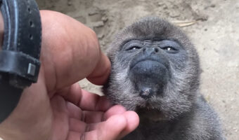 ウーリーモンキーは甘えん坊？顔の周りや体をカキカキして欲しい！！【海外・動画】