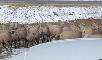 車にオオツノヒツジの群れが寄ってきたと思ったら・・!群れの背後に危機が迫る!!【海外・動画】