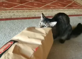 狭いところに潜り込みたがる猫の習性に期待して・・。紙袋にメインクーンが入るのを待った結果【アメリカ・動画】