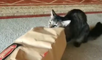 狭いところに潜り込みたがる猫の習性に期待して・・。紙袋にメインクーンが入るのを待った結果【アメリカ・動画】