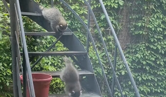 階段を下ってくるのはアライグマの赤ちゃんたち！よいしょよいしょとおりていく姿がかわいい！！【海外・動画】