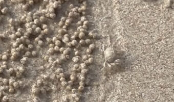 まるで職人！カニが大量の砂団子を作る！作る！！