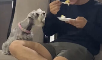 シュナウザーもケーキが食べたい!?飼い主さんが食べるケーキを見つめ何度も吠えています!【海外・動画】
