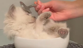 ふわふわのスープ!?ボウルに入った子猫をスプーンでナデナデとブラッシング!!【アメリカ・動画】