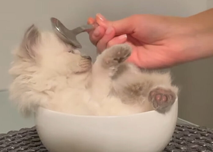 ふわふわのスープ！？ボウルに入った子猫をスプーンでナデナデとブラッシング！！【アメリカ・動画】