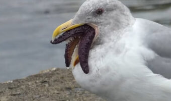 このカモメは宇宙人の仲間！？ヒトデを丸呑みしようとしたらすごい姿に！！【海外・動画】