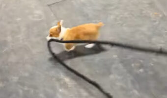 コーギーの赤ちゃんがくわえるのは馬の手綱！？リードするコーギーもゆったりついていく馬もかわいい！！【アメリカ・動画】