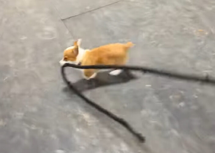 コーギーの赤ちゃんがくわえるのは馬の手綱！？リードするコーギーもゆったりついていく馬もかわいい！！【アメリカ・動画】