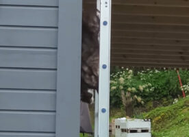 猫が垂直の壁をまっすぐ下ってくる！？ハシゴと壁を巧みに使った行動に脱帽！！【海外・動画】