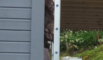 猫が垂直の壁をまっすぐ下ってくる!?ハシゴと壁を巧みに使った行動に脱帽!!【海外・動画】
