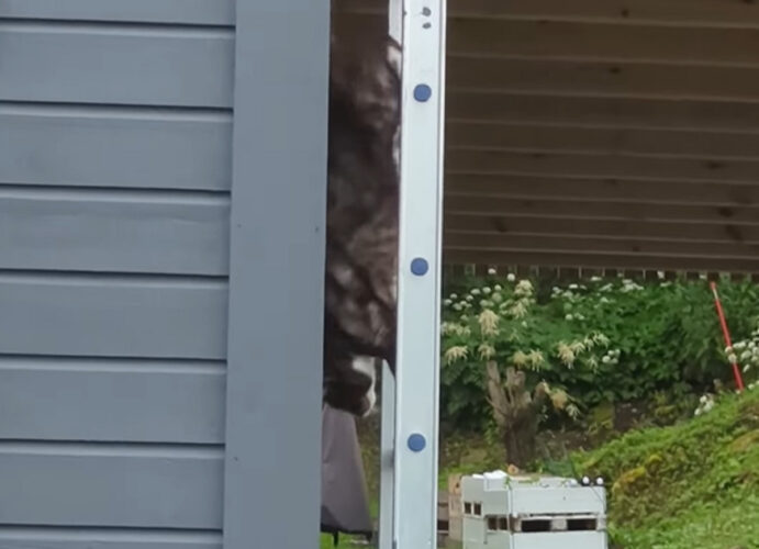 猫が垂直の壁をまっすぐ下ってくる！？ハシゴと壁を巧みに使った行動に脱帽！！【海外・動画】