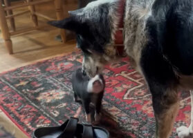 子供を見守るパパ？オーストラリアン・キャトル・ドッグはウロチョロする子ブタに寄り添います【アメリカ・動画】