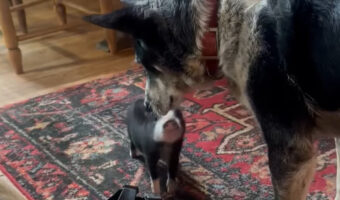 子供を見守るパパ？オーストラリアン・キャトル・ドッグはウロチョロする子ブタに寄り添います【アメリカ・動画】