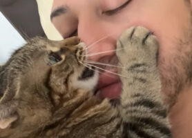じっとしていないと危ない！？男性が鼻を猫にカプッとかじられています！！【海外・動画】