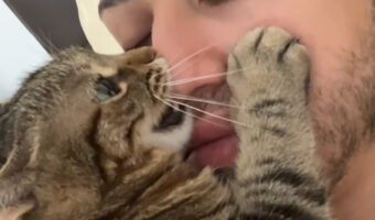 じっとしていないと危ない!?男性が鼻を猫にカプッとかじられています!!【海外・動画】