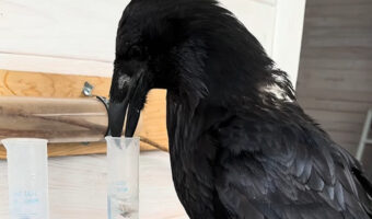 このカラス賢い！シリンダーの水を飲みたいので知恵を張り巡らせました！！