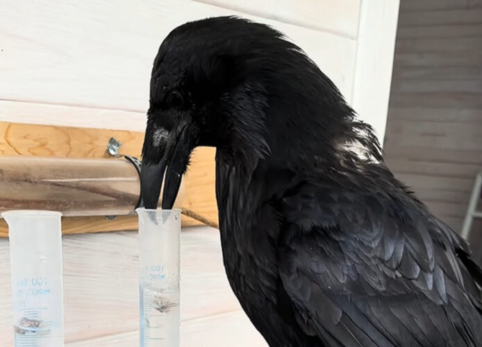 このカラス賢い！シリンダーの水を飲みたいので知恵を張り巡らせました！！