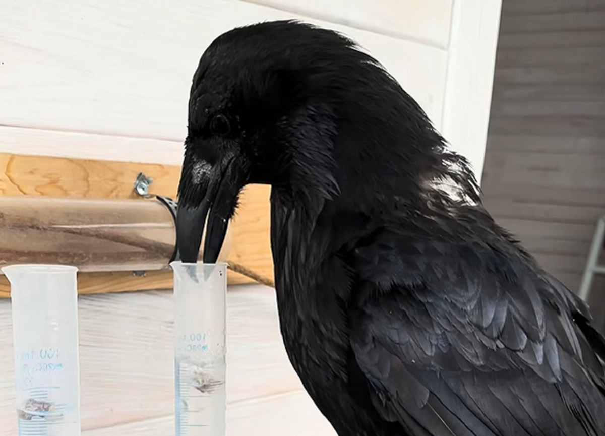 このカラス賢い!シリンダーの水を飲みたいので知恵を張り巡らせました!!