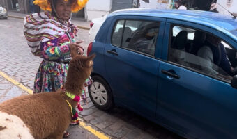 さすが南米ペルー!リャマも飼い主さんとタクシーに乗っちゃいます!!【海外・動画】