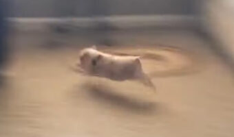 子ブタがリビングを駆け回る！元気にチョロチョロ動き回る姿がかわいい！！【アメリカ・動画】