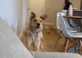 飼い主さんに向かって駆けてくるゴールデンレトリバー。飼い主さんに向かってダイブしてくると思ったら・・？？【海外・動画】