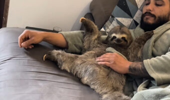 腕枕されながらリラックス。TVを見ているその動物は・・なんと『ナマケモノ』ではないですか！！【海外・動画】